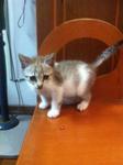 Speedy - Domestic Short Hair Cat