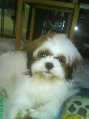 Teddy - Shih Tzu Dog