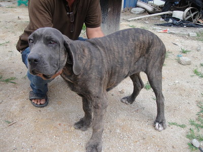 Neapolitan / Fila Mastiff - Neapolitan Mastiff Dog