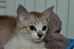 Cutie Pie Cleo - For Adoption - Domestic Medium Hair + Domestic Short Hair Cat