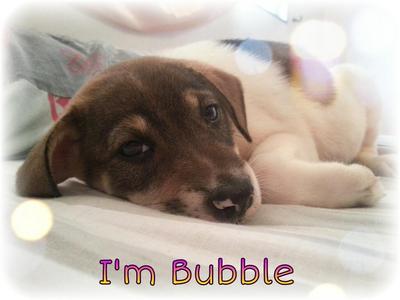 Bubble - Mixed Breed Dog