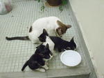 Tom, Jerry &amp; Molly - Domestic Short Hair Cat