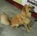 Lassey - Mixed Breed Dog