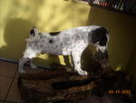 Polka Dots - Dalmatian Mix Dog