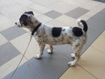 Polka Dots - Dalmatian Mix Dog