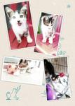 Xuan Xuan - American Shorthair Cat