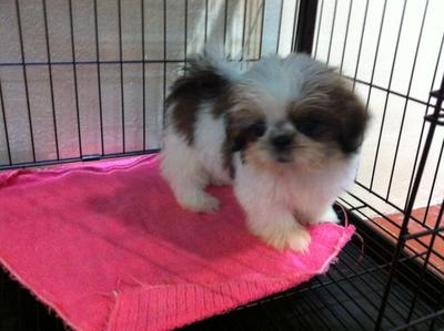 shih tzu tricolor shih tzu tricolor assistedlivingcares shih tzu tricolor shih tzu tricolor assistedlivingcares
