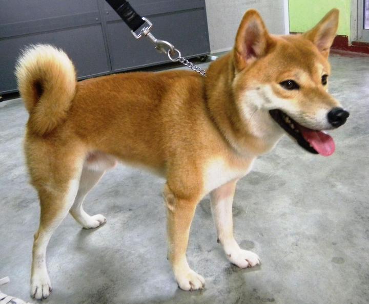 hachi breed shiba inu adopted 7 years 3 months hachi from shah alam selangor petfinder my hachi breed shiba inu adopted 7 years 3 months hachi from shah alam selangor petfinder my