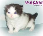 Wasabi - Persian Cat