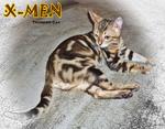 X-men (Rusty Brown Marble) - Bengal Cat