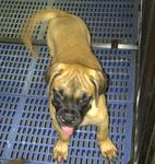 PF36911 - Bullmastiff Dog