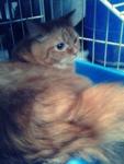 Boboi - Persian + Domestic Long Hair Cat