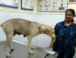 Fifi greeting the vet's helper!