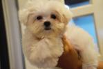 Maltese - Super Tiny Size - Maltese Dog