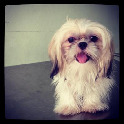 tri color shih tzu shih tzu puppy sold 6 months tri color shih tzu from kl selangor petfinder my tri color shih tzu shih tzu puppy sold 6 months tri color shih tzu from kl selangor petfinder my