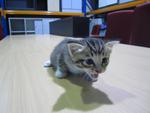 Little Celine - Domestic Medium Hair + Domestic Short Hair Cat