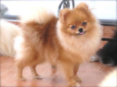 pomeranian teacup grown pomeranian teacup grown pomeranian teacup grown pomeranian teacup grown