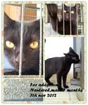 8 And 5 Months Old For Adoption - Domestic Short Hair Cat