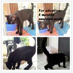 8 And 5 Months Old For Adoption - Domestic Short Hair Cat