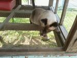 Eca Sidutt - Siamese Cat