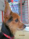 Tiny - Silky Terrier Mix Dog