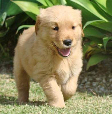 golden retriever big bone golden retriever puppy sold 1 month adorable big bone golden retriever from subang golden retriever big bone golden retriever puppy sold 1 month adorable big bone golden retriever from subang