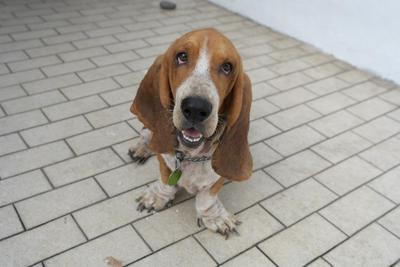 Oreo - Basset Hound Dog