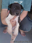 Has Been Adopted: black male