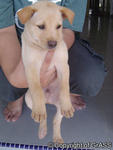 Has Been Adopted: Brown Male