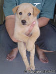 Has Been Adopted: Brown feMale