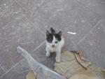 Has Been Adopted: Kitten