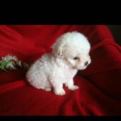 white poodle puppy white poodles puppies www pixshark images galleries with a bite white poodle puppy white poodles puppies www pixshark images galleries with a bite