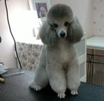 Juno - Poodle Dog