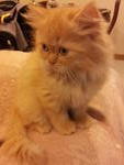 (Golpari) Pure Persian Semi-flat - Persian Cat