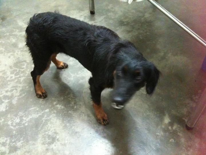 rottweiler cocker spaniel cocker spaniel rottweiler puppy adopted 5 years 9 months from kuala lumpur rottweiler cocker spaniel cocker spaniel rottweiler puppy adopted 5 years 9 months from kuala lumpur
