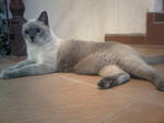 Tuah - Burmese Cat