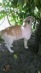 3 Legged Sporo Cat (Healed) - Domestic Short Hair Cat