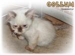 Gollum - Ragdoll Cat