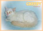 Cheesy (Flame Point) - Ragdoll Cat