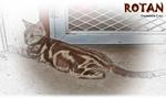 Rotan - Bengal Cat