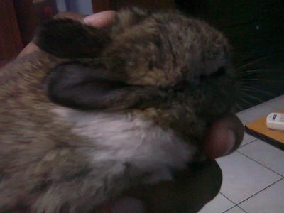 Kung Fu @ Kifi - Bunny Rabbit Rabbit