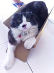 Bobo likes boxes!