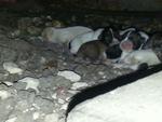 Urgent Eight  2013 Puppies - Mixed Breed Dog