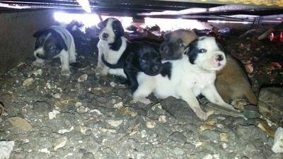 Urgent Eight  2013 Puppies - Mixed Breed Dog