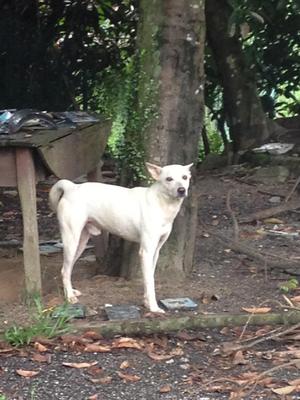 Lucky - Mixed Breed Dog