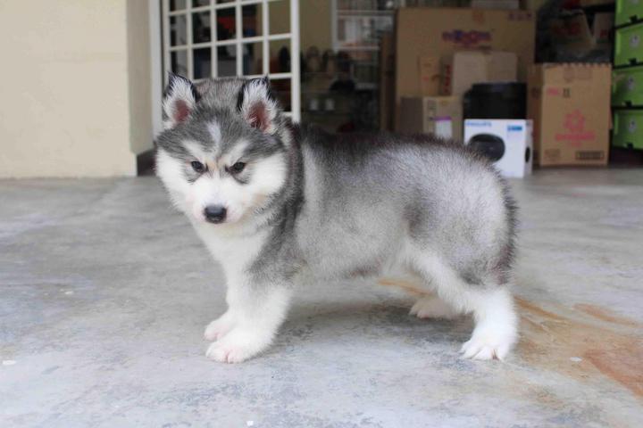 wooly husky puppy siberian husky puppy sold 1 month coating wooly husky puppy from subang jaya wooly husky puppy siberian husky puppy sold 1 month coating wooly husky puppy from subang jaya