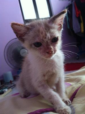 Kitty For Adoption - Domestic Medium Hair + Domestic Short Hair Cat