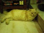 Babushi - Persian + American Shorthair Cat