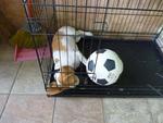 Baby - Beagle Dog