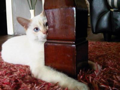 Babang - Birman Cat